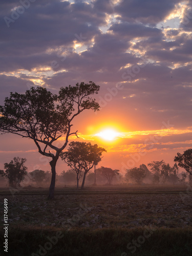 Tree Silhouette Against a Sunrise in Countryside