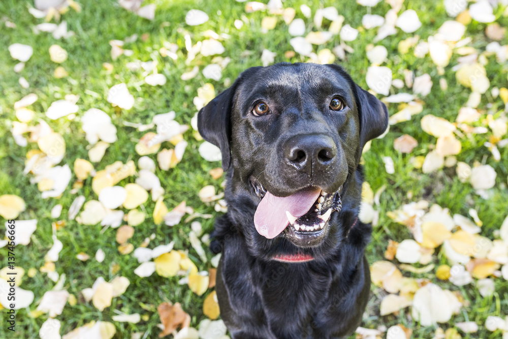 outdoors dog portrait. beautiful black labrador on green background outdoors dog portrait. beautiful black labrador on green background