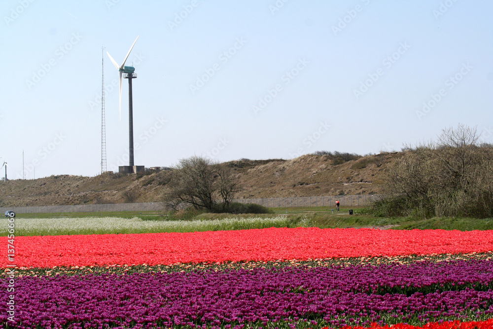 Windmill in Flower bulbs field as far as the eye can see, attracts many tourists.