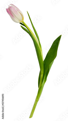 Wallpaper Mural Pink tulip flower Torontodigital.ca