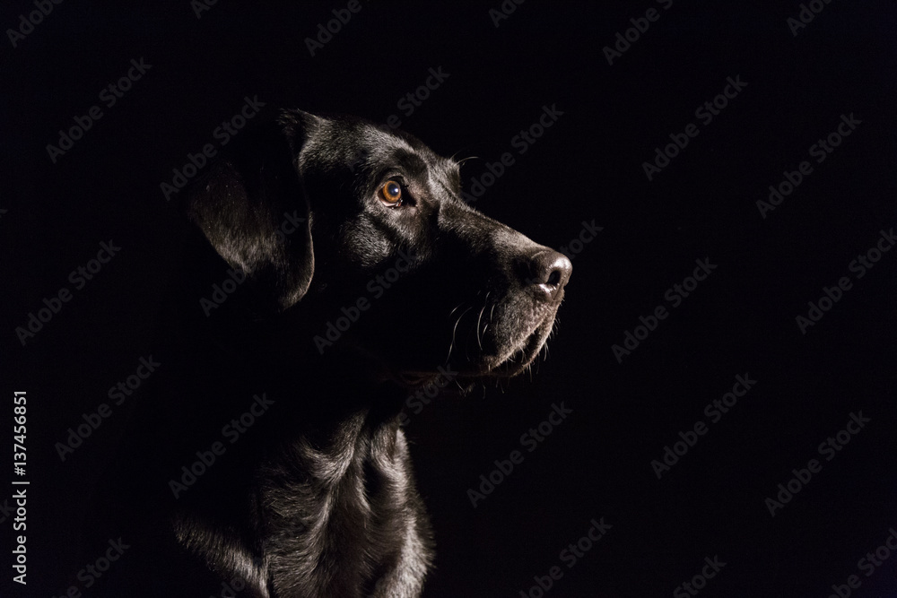 dog portrait on black background. Beautiful black labrador with a tie