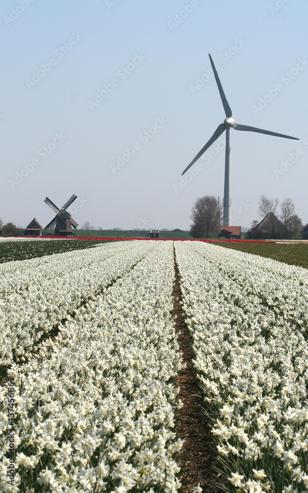 Windgenerator in flower bulbs field as far as the eye can see, attracts many tourists.
