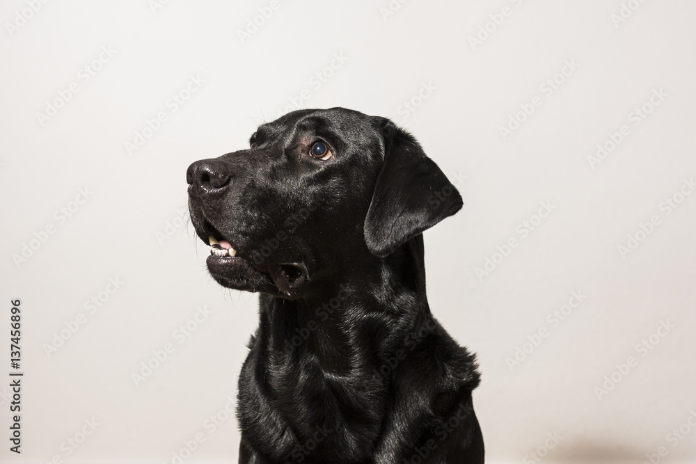 indoor portrait of a dog. frontal view. beautiful black labarador indoor portrait of a dog. frontal view. beautiful black labarador