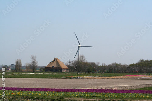 Windgenerator in flower bulbs field as far as the eye can see, attracts many tourists.