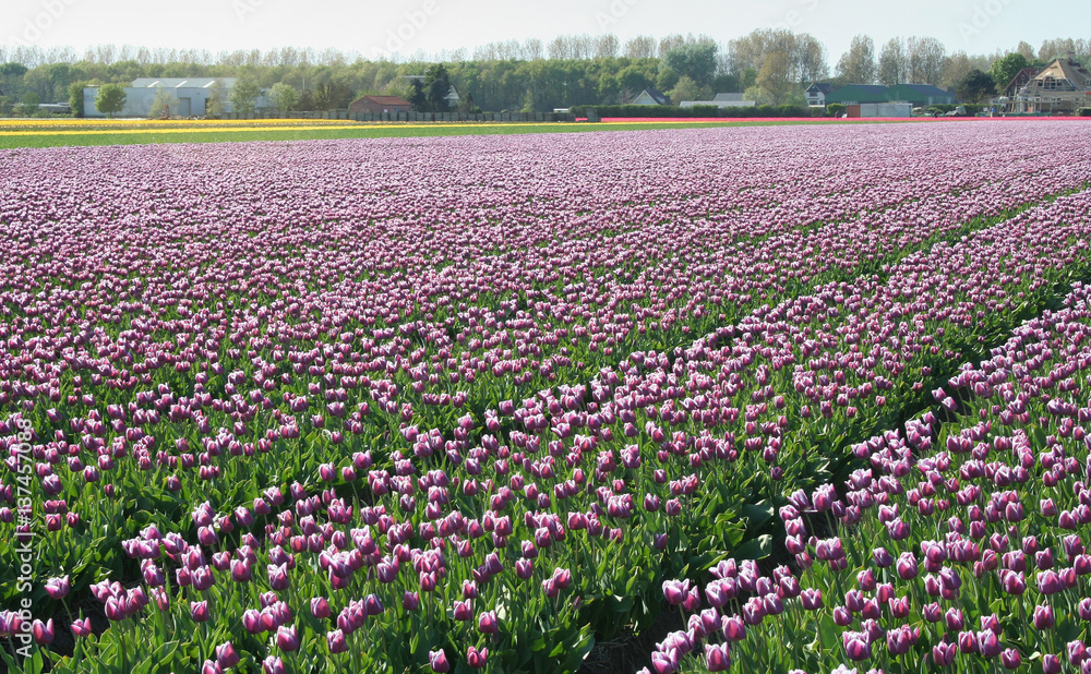 Flower bulbs field as far as the eye can see, attracts many tourists.