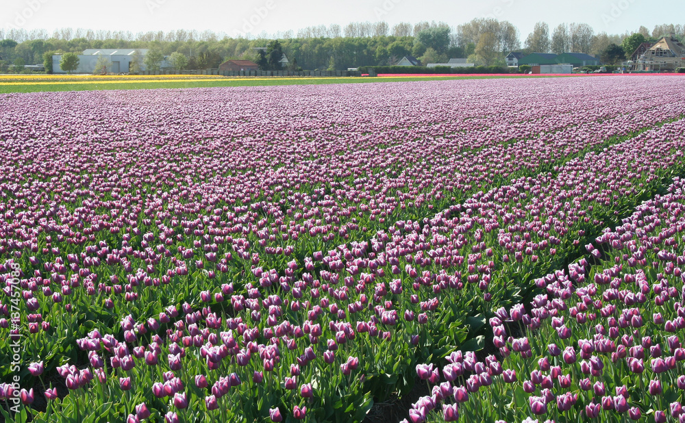 Flower bulbs field as far as the eye can see, attracts many tourists. Flower bulbs field as far as the eye can see, attracts many tourists.