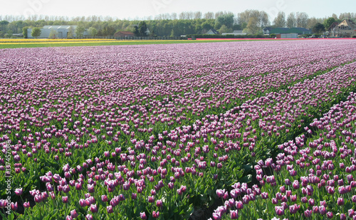 Wallpaper Mural Flower bulbs field as far as the eye can see, attracts many tourists. Torontodigital.ca
