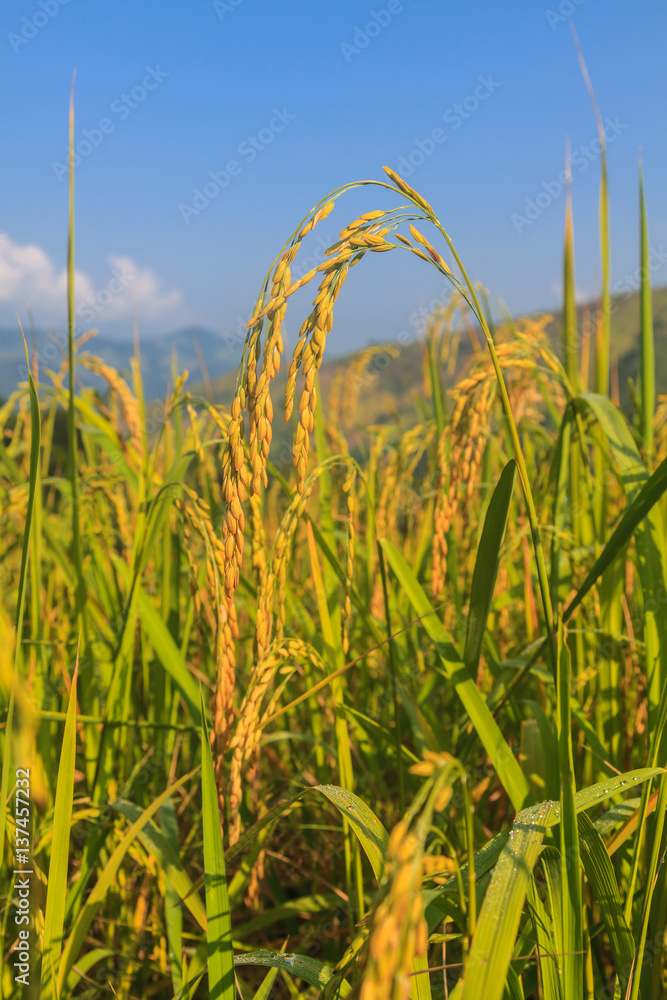 Obraz premium rice field
