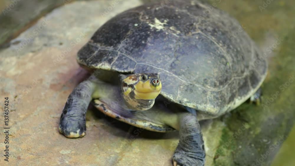Turtle sitting on a rock close up. Nature video. 4K, 3840*2160, high bit rate, UHD Turtle sitting on a rock close up. Nature video. 4K, 3840*2160, high bit rate, UHD