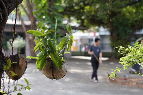 Foliage plant in Thailand