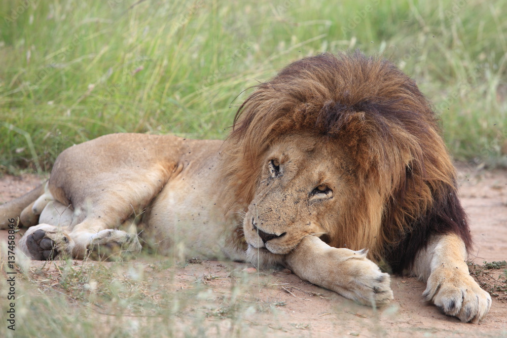 Obraz premium Lion
