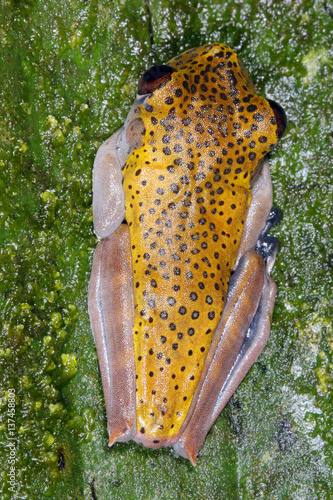 Map treefrog (Hypsiboas geographicus) on a leaf in rainforest, Ecuador photo