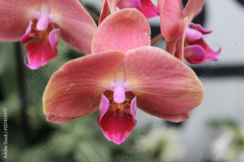 Peach Orchid