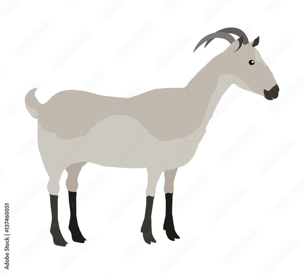 Fototapeta premium Farm Pet Goat