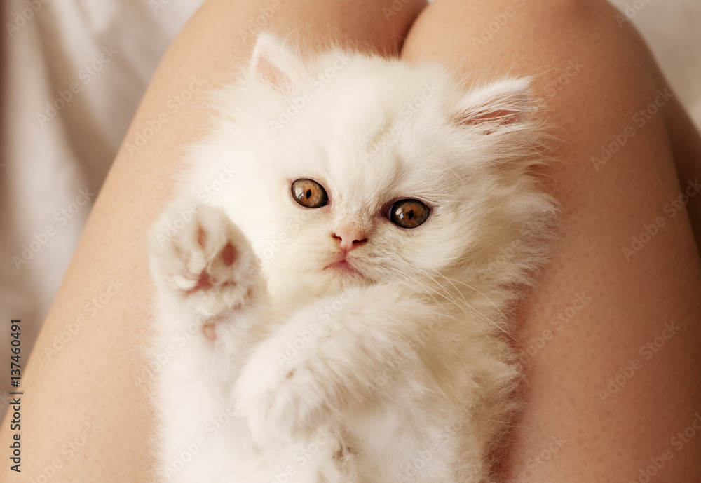 Holding a kitten Holding a kitten