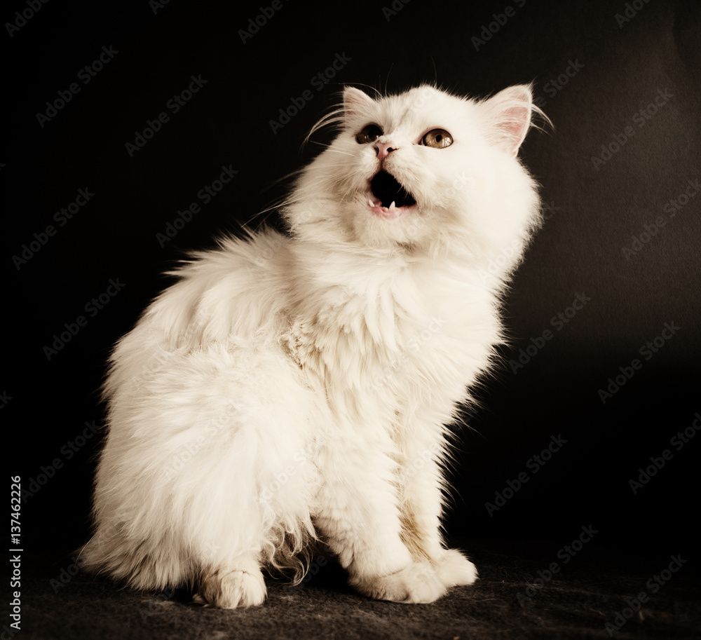Beautiful cat Beautiful cat