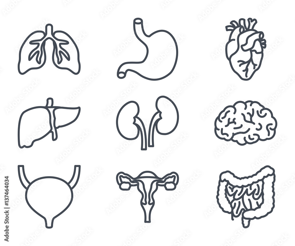 human internal organs line icon human internal organs line icon