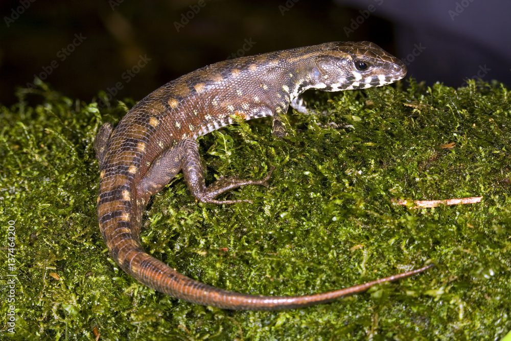 A Gymnophthalmid lizard from Ecuador (Potamites sp.)