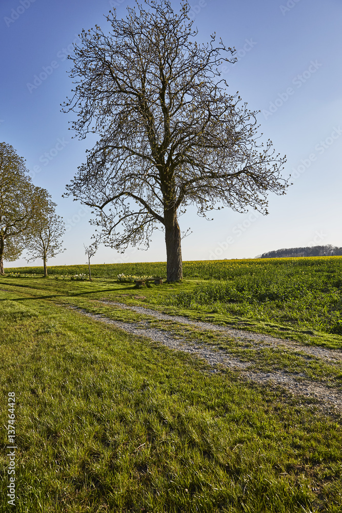 Fototapeta premium Eiche