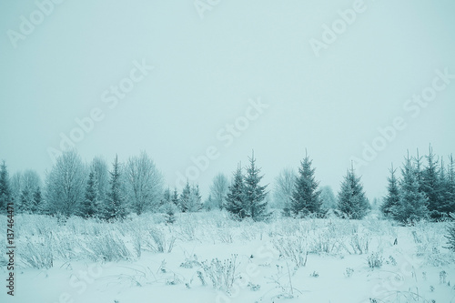 frosty landscape with trees © kichigin19