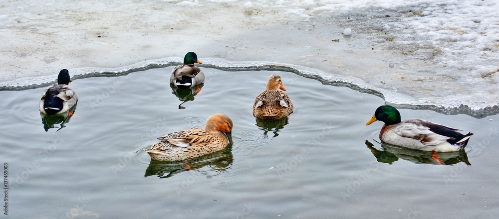Group of five ducks swimming in the frozen pond. Group of five ducks swimming in the frozen pond.