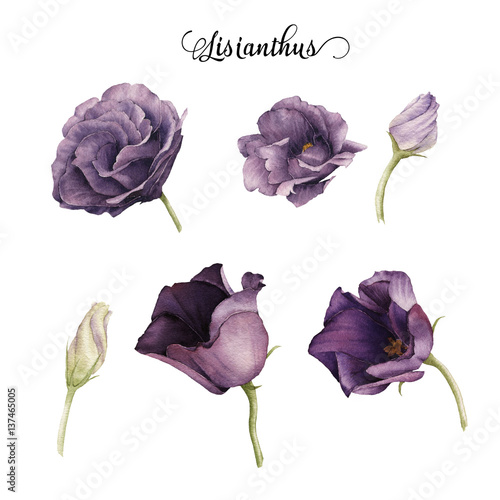 Lisianthus, watercolor, can be used as greeting card, invitation card for wedding, birthday and other holiday and  summer background.
 photo