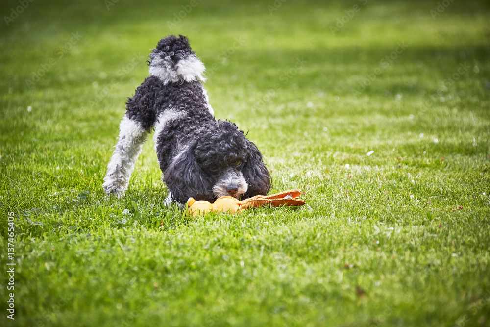 Fototapeta premium Hund im Grünen