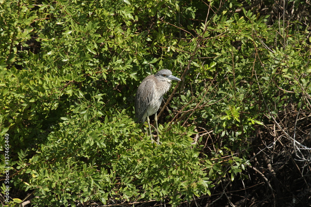 Fototapeta premium Black Crowned Night Heron at Hans & Pat Suter Sanctuary