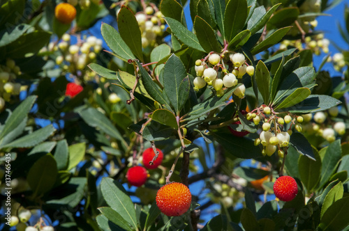 Flores y frutos del madroño