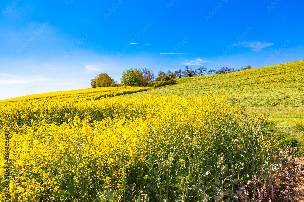 view of rapeseed field in summer