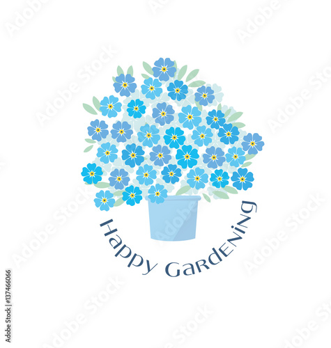 blue tender forget-me-not  ...