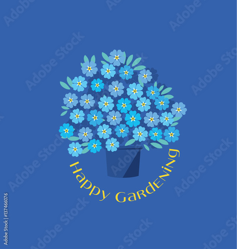 blue tender forget-me-not  ...