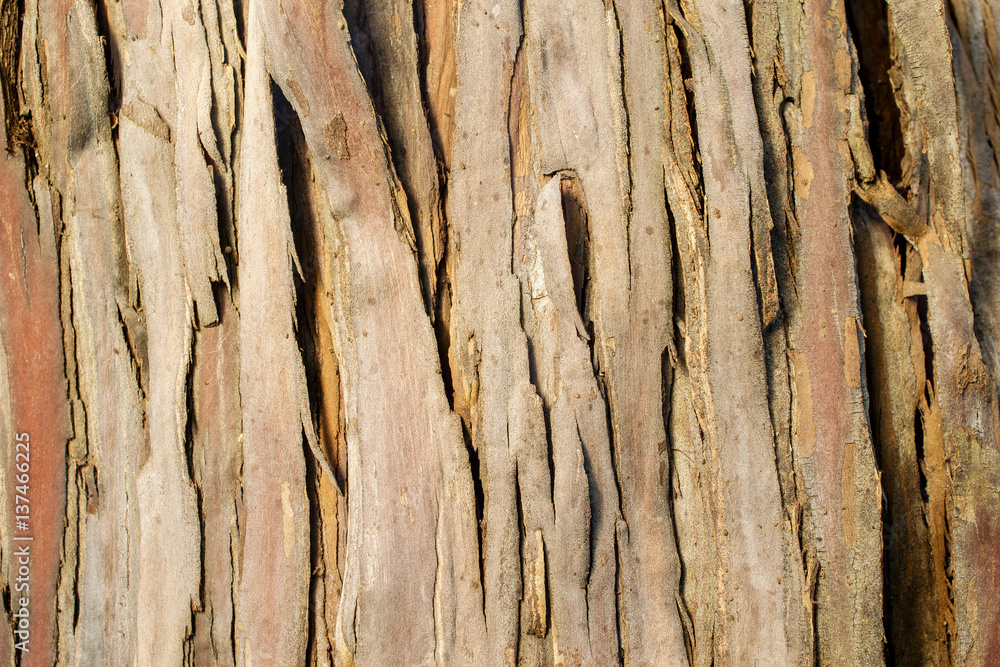 Obraz premium The bark of a Santa Cruz Island Ironwood, Lyonothamnus floribundus ssp. aspleniifolius- texture or background
