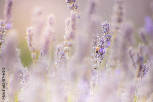 Giant bee in Lavender farm © boripanc