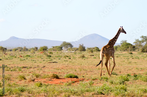 Giraffe in the savanna