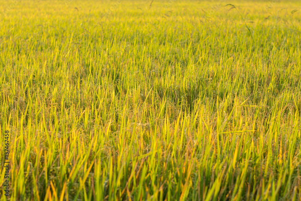 Rice plant in paddy field in Thailand,Close up of green paddy rice plant,Rice plants closeup in autumn