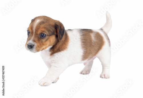 Cute puppy purebred jack russel terrier isolated on a white background