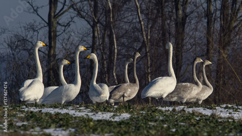 Nine whooper swans, young and old in a field. ( Cygnus cygnus ) © Morten