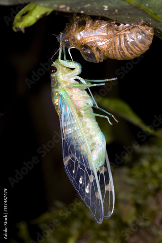 Tableau sur toile Cicada changing its skin in the rainforest understory at night