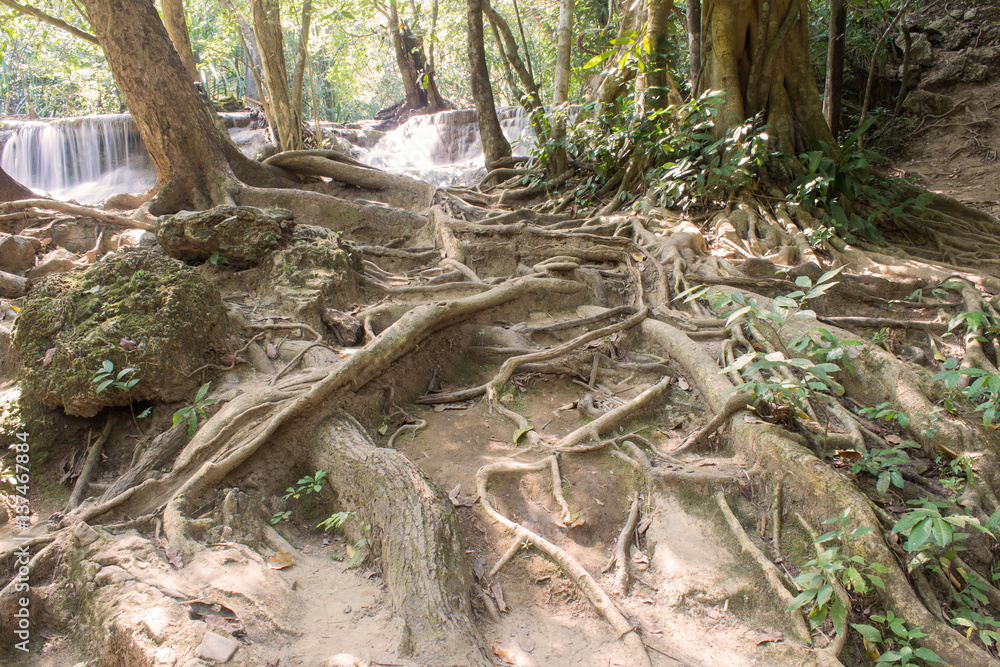 root of tree with stream water root of tree with stream water