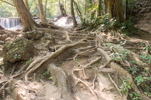 root of tree with stream water