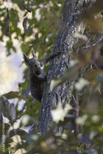 Squirrel holding a nut in his mouth and climbs up a tree © Ivan