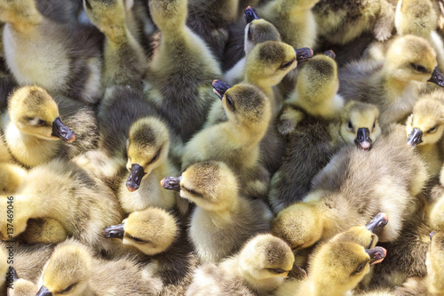 small gray goslings © drakuliren