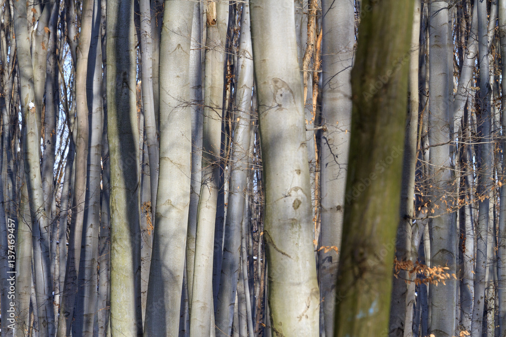 Obraz premium dense primeval forest and the trees gray