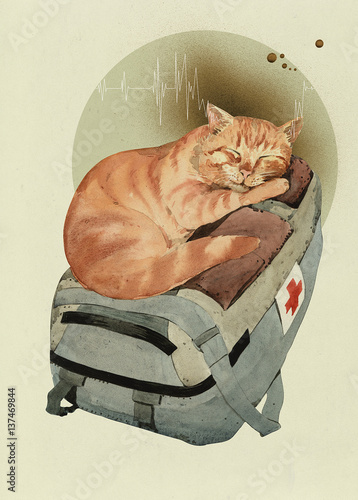 cat rescuer