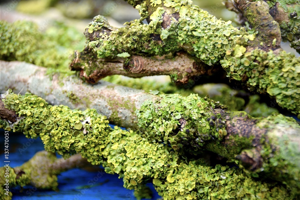 Zweige mit Flechten und Moos überzogen - Dekoration mit Naturmaterialien