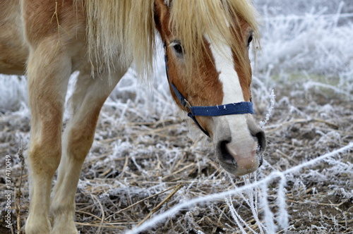 Horse in winter