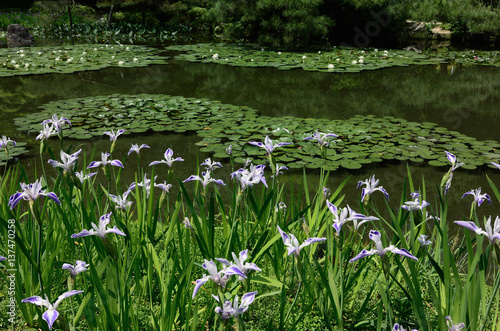 カキツバタ 折鶴 日本庭園 京都 Flowering Japanese Garden Kyoto Japan Stock Photo Adobe Stock カキツバタ 折鶴 日本庭園 京都 Flowering Japanese Garden Kyoto Japan Stock Photo Adobe Stock