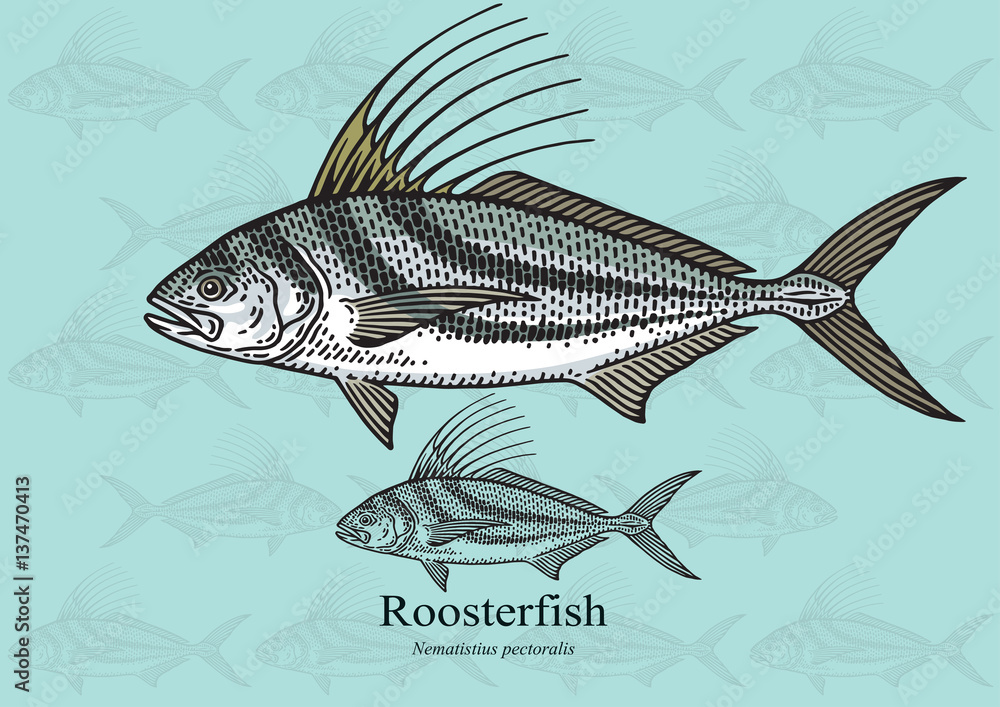 Fototapeta premium Roosterfish. Vector illustration for artwork in small sizes. Suitable for graphic and packaging design, educational examples, web, etc.