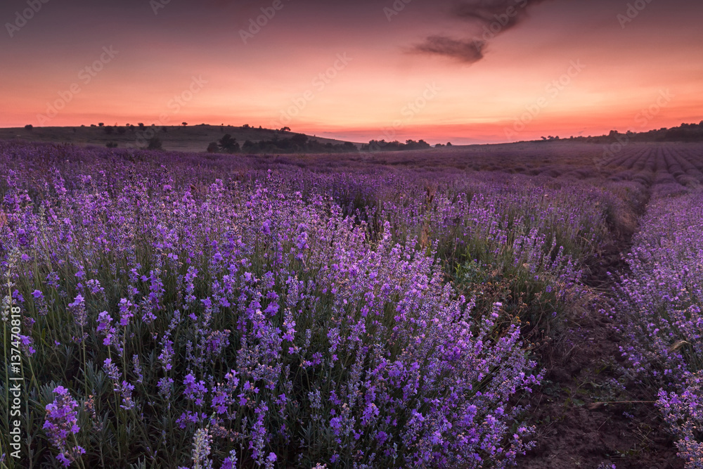 Naklejka premium Lawenda
